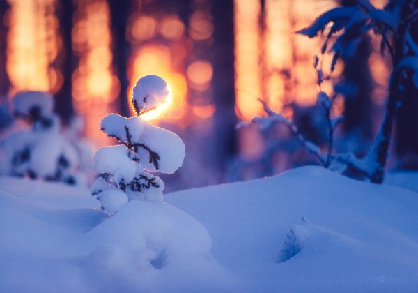 Snow Covered Small Tree Amidst Forest
