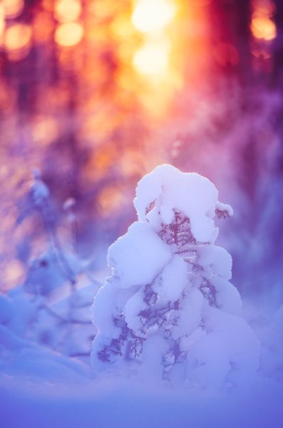 Snow Covered Tree In Forest