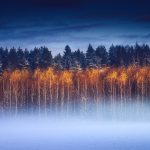 Snow-Covered Trees In A Countryside