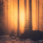 Snow-Covered Trees In A Dense Forest