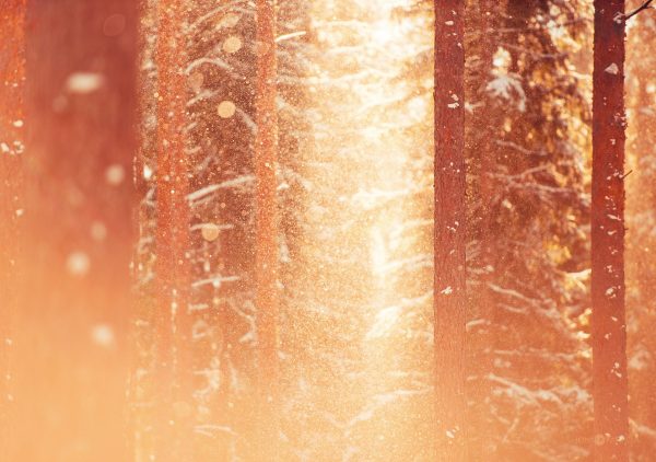 Snow-Covered Trees In Dense Forest