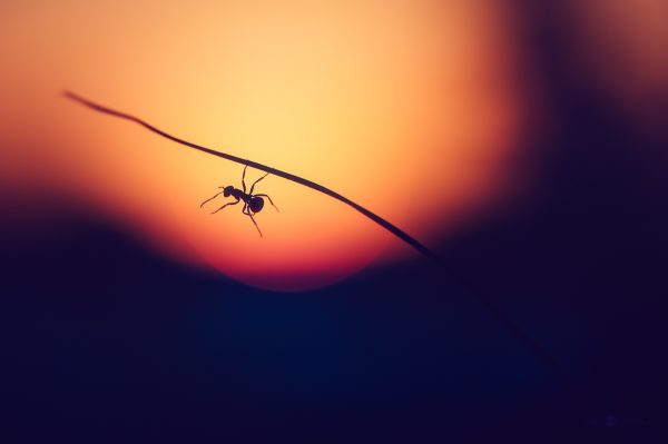 Solitary Ant Silhouetted Against A Warm Sunset While Hangin On A Thin Twig
