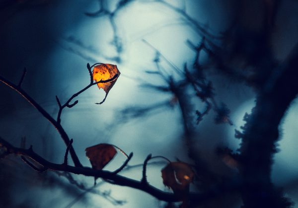 Solitary Autumn Leaf Holding On To A Bare Branch At Twilight