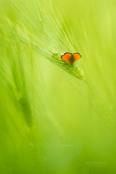 Solitary Butterfly Resting On A Blade Of Grass In A Verdant Field