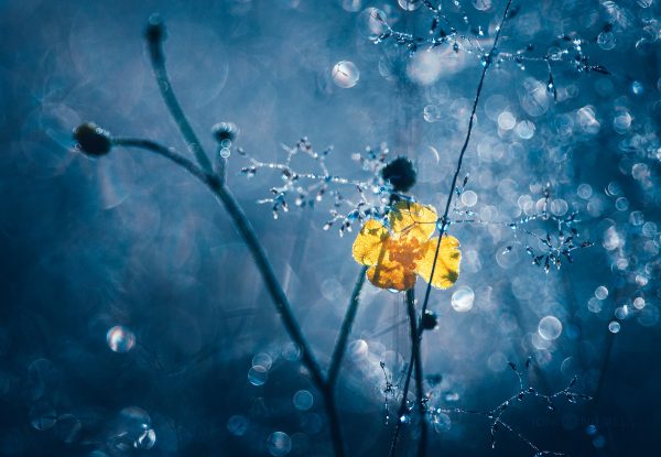 Solitary Yellow Flower Glistening With Dew Drops On A Mysterious Foggy Morning