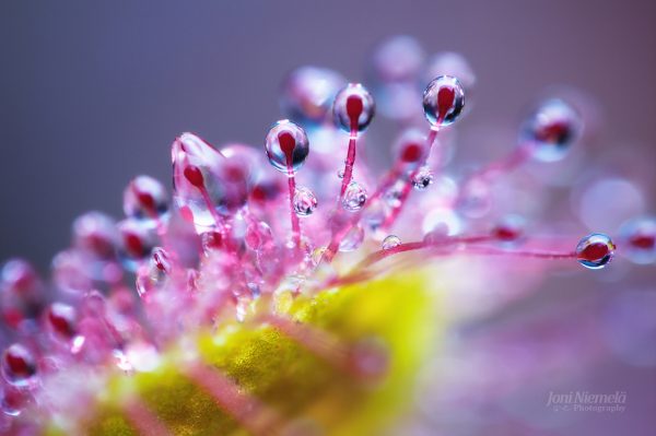 Sparkling Water Droplets Clinging To Vibrant Sundew During Morning Dew