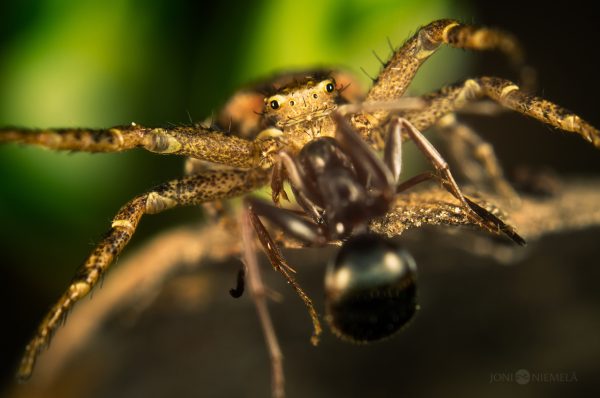 Spider Close Up On Leaf