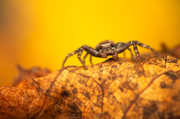 Spider Crawling On Leaf