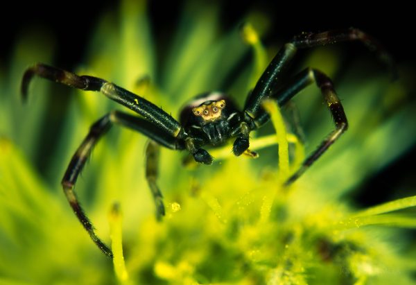 Spider Crawling On Plant