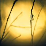 Spider Hanging On A Willow Branches