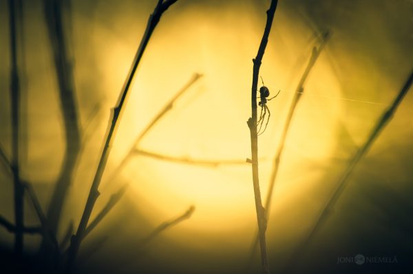 Spider Hanging On A Willow Branches