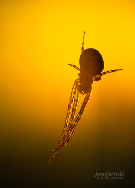 Spider Hanging Upside Down In Air