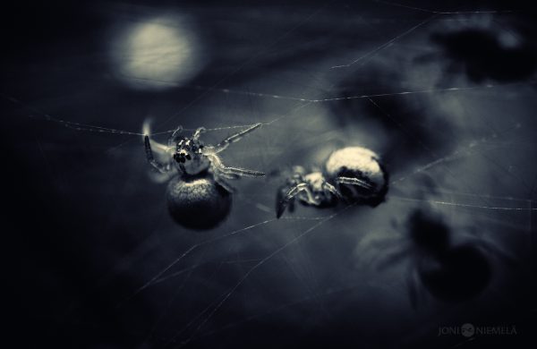 Spider In Web With Another Spider