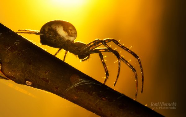 Spider On A Branch Close Up