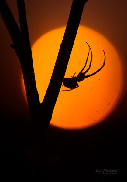Spider Silhouetted Against The Setting Sun