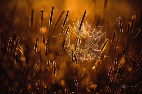 Spider Web In Field