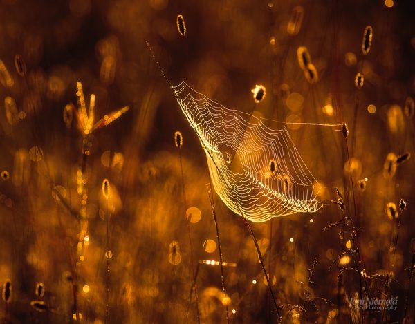 Spider Web In The Middle Of A Field