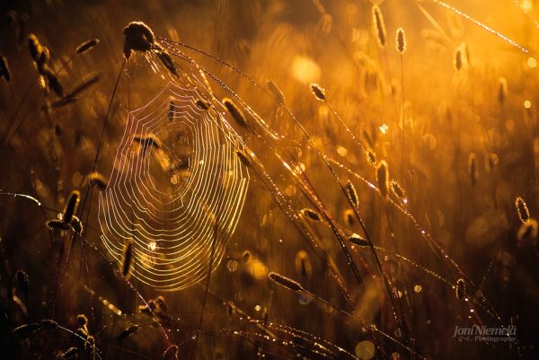 Spider Web In The Middle Of A Field