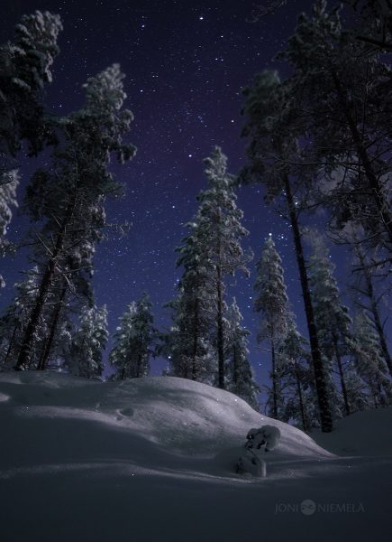 Stars Twinkle Above Snow Covered Forest