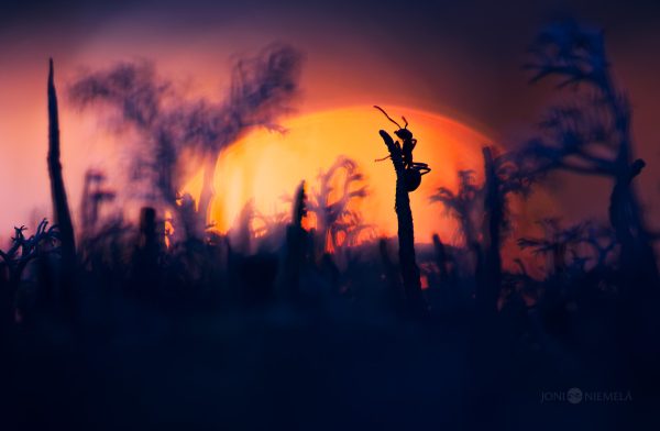 Sun Setting Behind Silhouette Of Ant In Middle Of Lichen