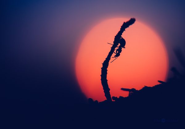 Sun Setting Behind Tree Branch And Ant