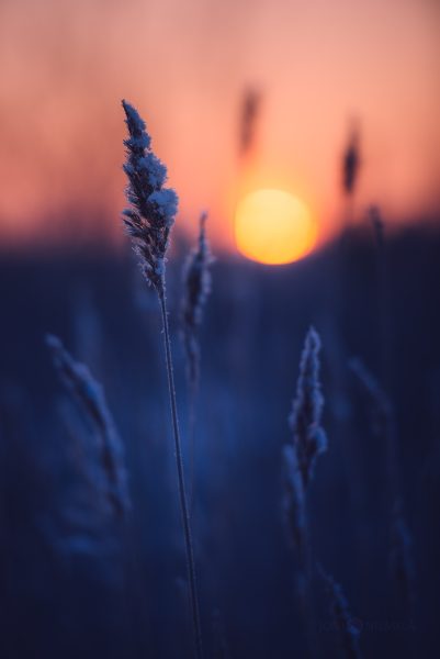 Sun Setting Over Tall Grass Field
