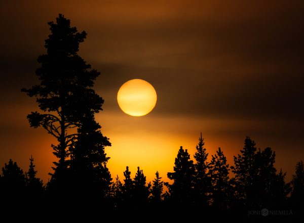 Sun Setting Over Trees In Forest