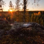 Sun Setting Over Trees In Forest