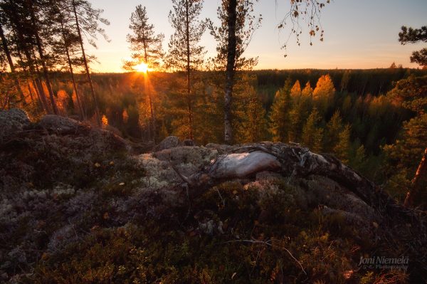 Sun Setting Over Trees In Forest