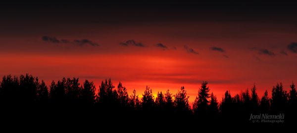 Sun Setting Over Trees In Forest