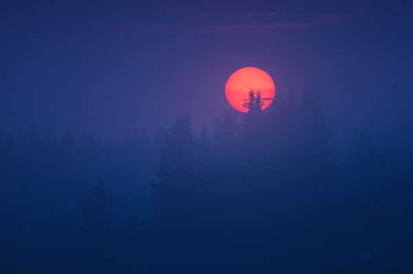 Sun Setting Over Trees In Fog