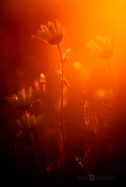 Sun Shines Brightly Through Field Of Daisies