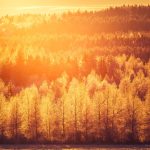 Sun Shines Through Trees In Mountain Forest