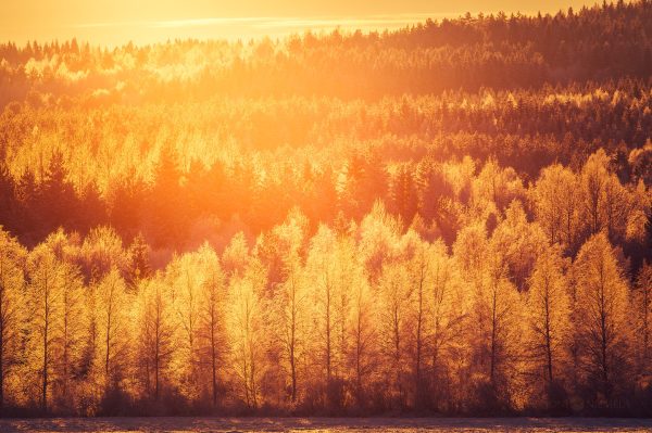 Sun Shines Through Trees In Mountain Forest