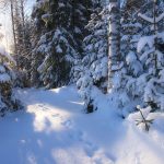 Sun Shining Through Snowy Trees