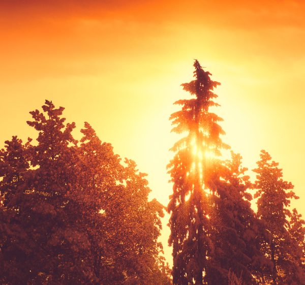 Sun Shining Through Trees In Forest