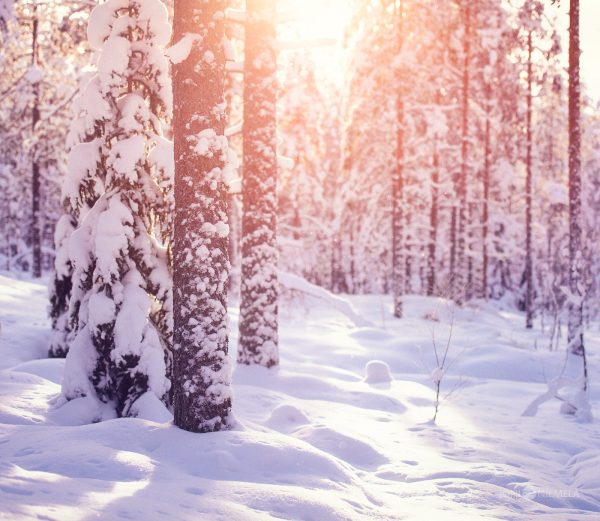 Sun Shining Through Trees In Snow