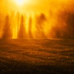 Sun Shining Through Trees In Field