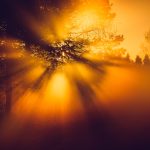 Sun Shining Through Trees In Fog