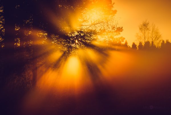 Sun Shining Through Trees In Fog