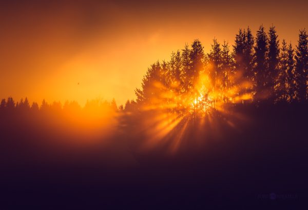 Sun Shining Through Trees In The Distance