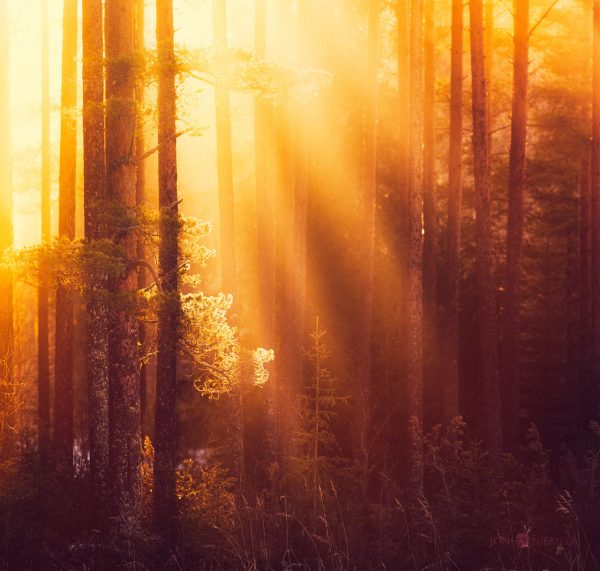 Sun Shining Through Trees In Forest