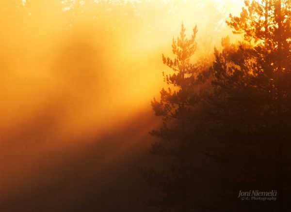 Sun Shining Through Trees In Fog