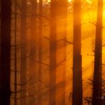 Sun Shining Through Trees In Forest