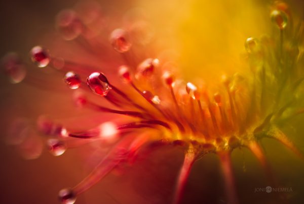 Sundew With Nectar Droplets