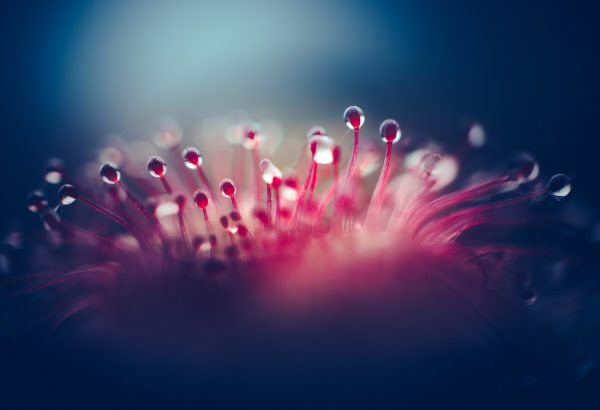 Sundew’s Ethereal Morning Dew