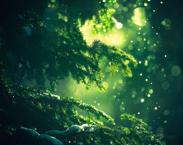 Sunlight Filtering Through An Evergreen Forest Canopy On A Misty Morning