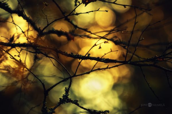 Sunlight Filtering Through Forest Canopy Onto Moss-Covered Branches At Dusk