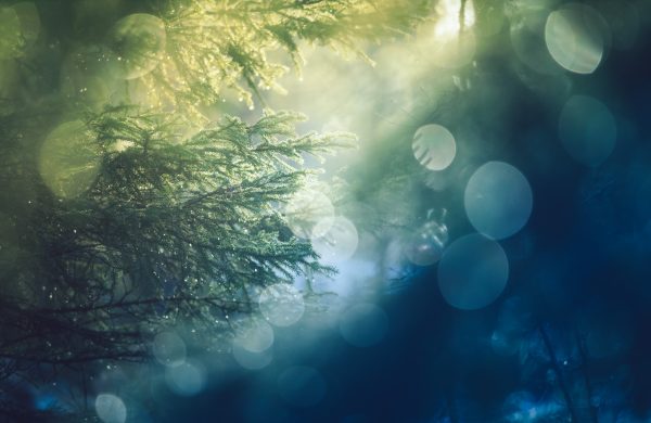 Sunlight Filtering Through Forest Trees With Bokeh Effect On A Misty Morning