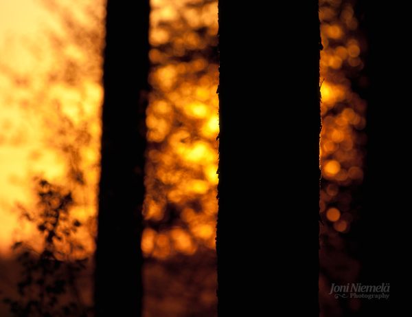 Sunlight Filtering Through Trees In Forest